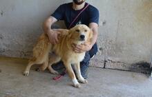 SMERALDINO, Hund, Mischlingshund in Italien - Bild 10