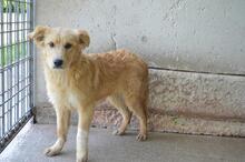 SMERALDINO, Hund, Mischlingshund in Italien - Bild 2