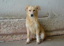 SMERALDINO, Hund, Mischlingshund in Italien - Bild 3