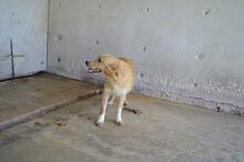 SMERALDINO, Hund, Mischlingshund in Italien - Bild 5