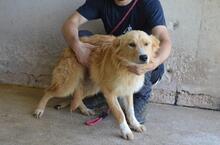 SMERALDINO, Hund, Mischlingshund in Italien - Bild 6