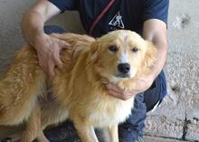 SMERALDINO, Hund, Mischlingshund in Italien - Bild 7