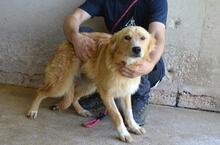 SMERALDINO, Hund, Mischlingshund in Italien - Bild 8