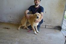 SMERALDINO, Hund, Mischlingshund in Italien - Bild 9