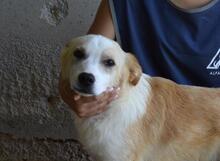 SIMBAD, Hund, Mischlingshund in Italien - Bild 1