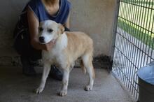 SIMBAD, Hund, Mischlingshund in Italien - Bild 2