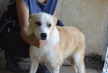 SIMBAD, Hund, Mischlingshund in Italien - Bild 3