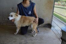 SIMBAD, Hund, Mischlingshund in Italien - Bild 4