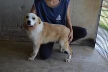 SIMBAD, Hund, Mischlingshund in Italien - Bild 5