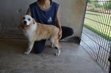 SIMBAD, Hund, Mischlingshund in Italien - Bild 6