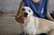 SCILLA, Hund, Mischlingshund in Italien - Bild 1