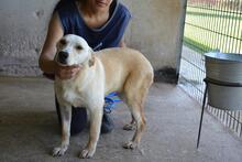 SCILLA, Hund, Mischlingshund in Italien - Bild 2