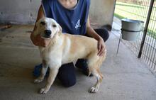 SCILLA, Hund, Mischlingshund in Italien - Bild 3