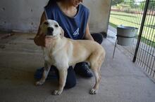 SCILLA, Hund, Mischlingshund in Italien - Bild 4