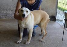 SCILLA, Hund, Mischlingshund in Italien - Bild 5