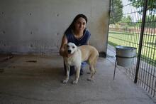 SCILLA, Hund, Mischlingshund in Italien - Bild 6