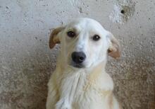 SCILLA, Hund, Mischlingshund in Italien - Bild 9