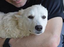 SADYE, Hund, Mischlingshund in Italien - Bild 1