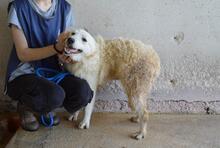 SADYE, Hund, Mischlingshund in Italien - Bild 2