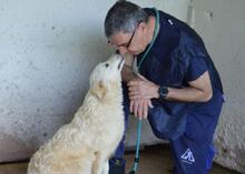 SADYE, Hund, Mischlingshund in Italien - Bild 3