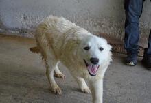 SADYE, Hund, Mischlingshund in Italien - Bild 4