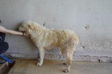 SADYE, Hund, Mischlingshund in Italien - Bild 5