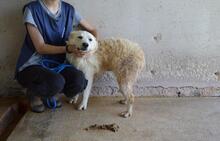 SADYE, Hund, Mischlingshund in Italien - Bild 6