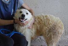 SADYE, Hund, Mischlingshund in Italien - Bild 7