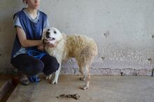 SADYE, Hund, Mischlingshund in Italien - Bild 8