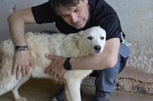 SADYE, Hund, Mischlingshund in Italien - Bild 9