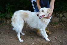 PEREGRINO, Hund, Mischlingshund in Italien - Bild 1