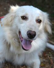 PEREGRINO, Hund, Mischlingshund in Italien - Bild 11
