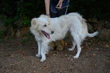 PEREGRINO, Hund, Mischlingshund in Italien - Bild 2