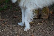 PEREGRINO, Hund, Mischlingshund in Italien - Bild 3