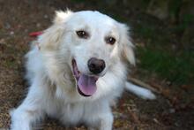PEREGRINO, Hund, Mischlingshund in Italien - Bild 4
