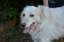 PEREGRINO, Hund, Mischlingshund in Italien - Bild 5