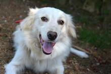 PEREGRINO, Hund, Mischlingshund in Italien - Bild 6