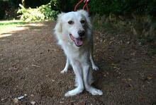PEREGRINO, Hund, Mischlingshund in Italien - Bild 7