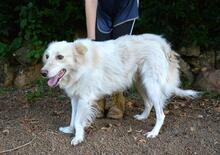 PEREGRINO, Hund, Mischlingshund in Italien - Bild 8