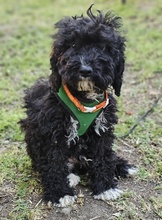 SILVANO, Hund, Pudel-Mix in Dießen - Bild 1