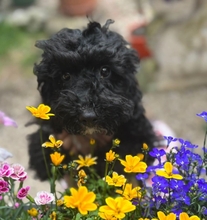 SILVANO, Hund, Pudel-Mix in Dießen - Bild 2