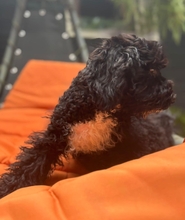 SILVANO, Hund, Pudel-Mix in Dießen - Bild 3