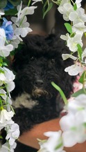 SILVANO, Hund, Pudel-Mix in Dießen - Bild 4