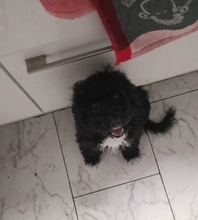 SILVANO, Hund, Pudel-Mix in Dießen - Bild 5