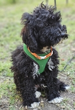 SILVANO, Hund, Pudel-Mix in Dießen - Bild 6