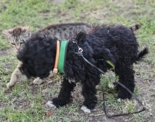 SILVANO, Hund, Pudel-Mix in Dießen - Bild 7