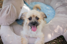TOFFIE, Hund, Mischlingshund in Kroatien - Bild 1