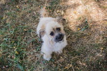 TOFFIE, Hund, Mischlingshund in Kroatien - Bild 2