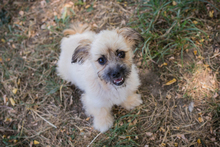 TOFFIE, Hund, Mischlingshund in Kroatien - Bild 3