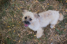 TOFFIE, Hund, Mischlingshund in Kroatien - Bild 4